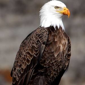 Meet your Posher, Trey